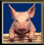 Avatar de merson